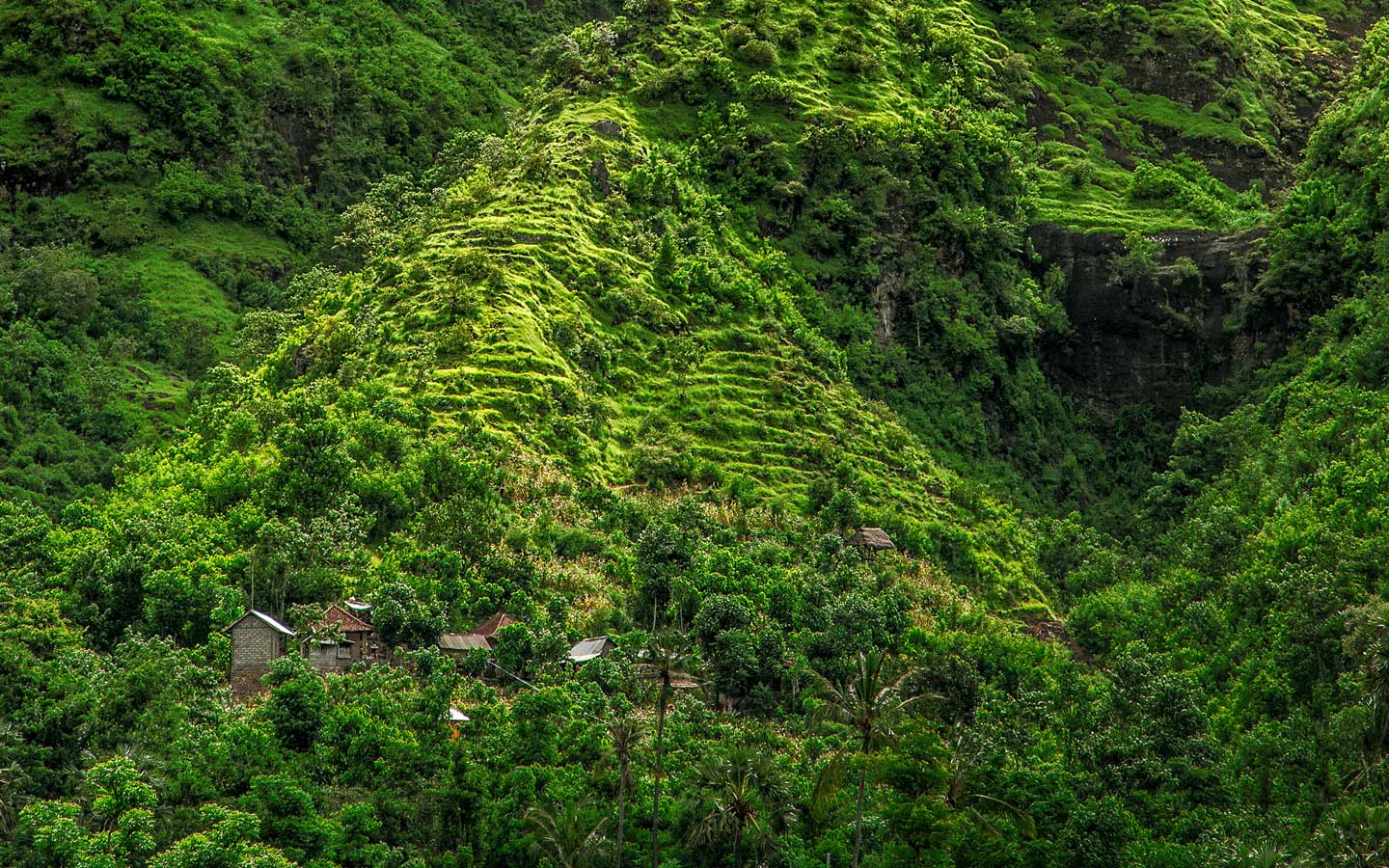 Amazon Rainforest background - Awaken your Life