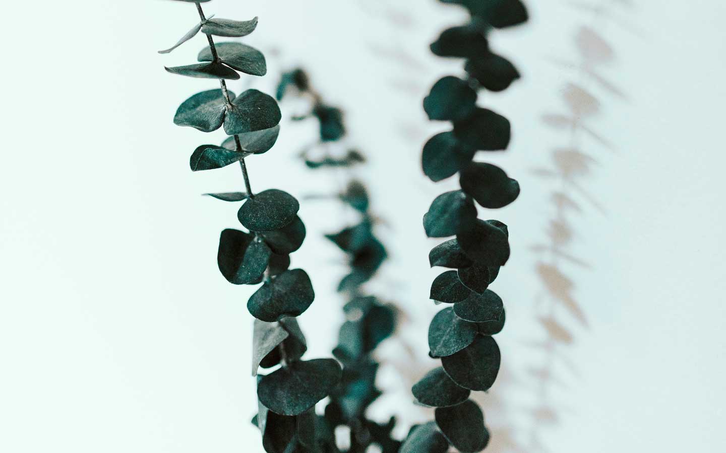 Care and ethics in holistic healing at Love and Light Ireland